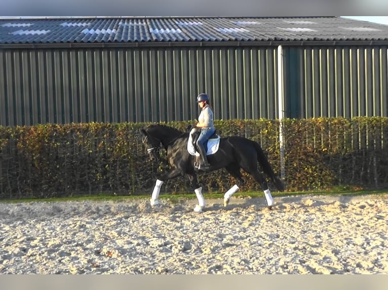 Hanoverian Mare 5 years Black in M&#xF6;nchengladbach