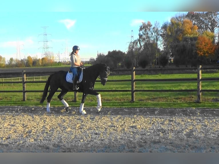 Hanoverian Mare 5 years Black in M&#xF6;nchengladbach