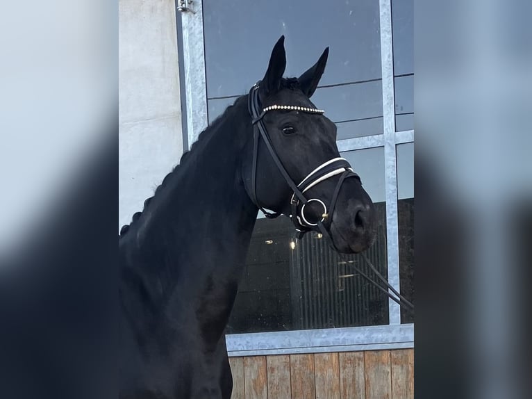 Hanoverian Mare 5 years Black in M&#xF6;nchengladbach