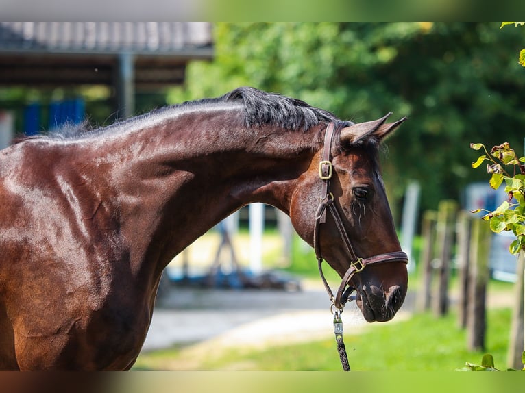 Hanoverian Mare 5 years Brown in Salzkotten