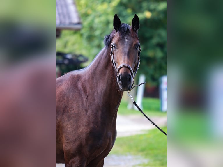 Hanoverian Mare 5 years Brown in Salzkotten