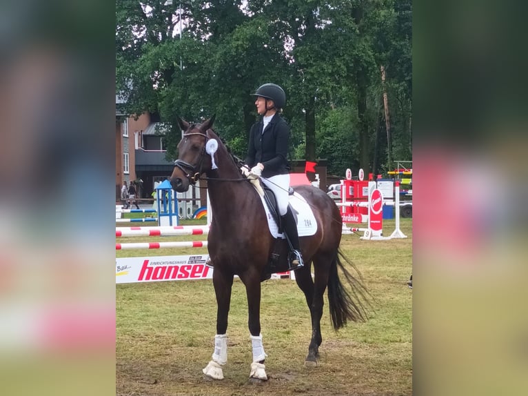 Hanoverian Mare 5 years Brown in Salzkotten