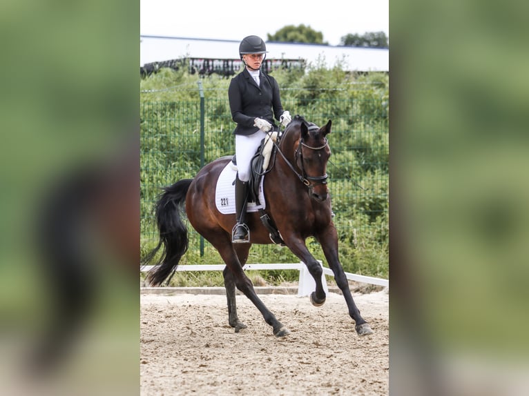 Hanoverian Mare 5 years Brown in Salzkotten