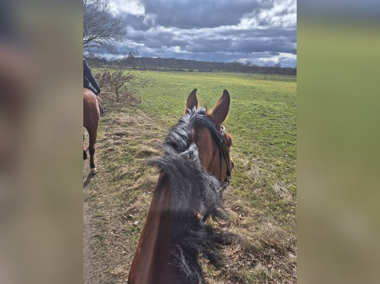 Hanoverian Mare 5 years Brown in Schiffdorf