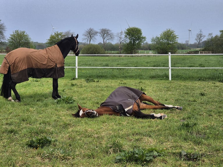 Hanoverian Mare 5 years Brown in Schiffdorf