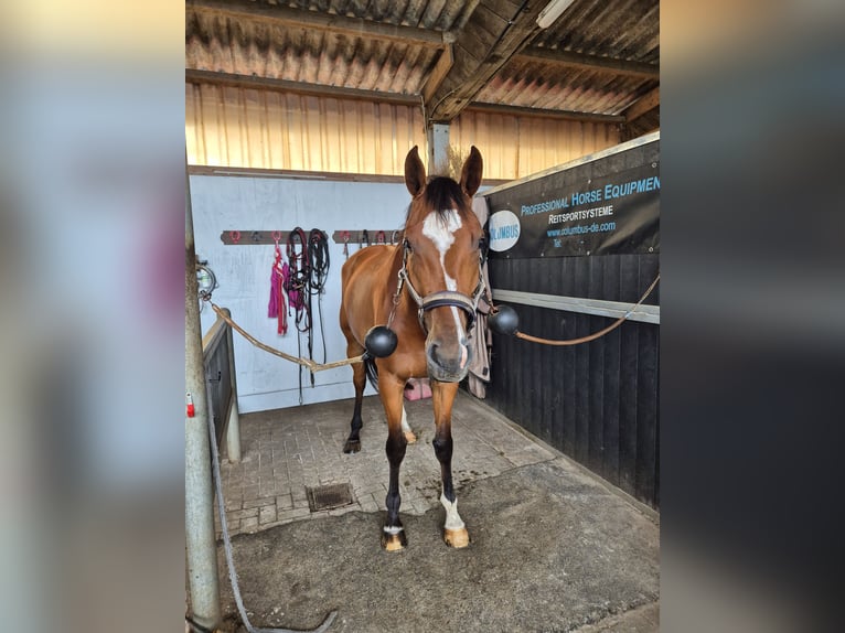 Hanoverian Mare 5 years Brown in Schiffdorf