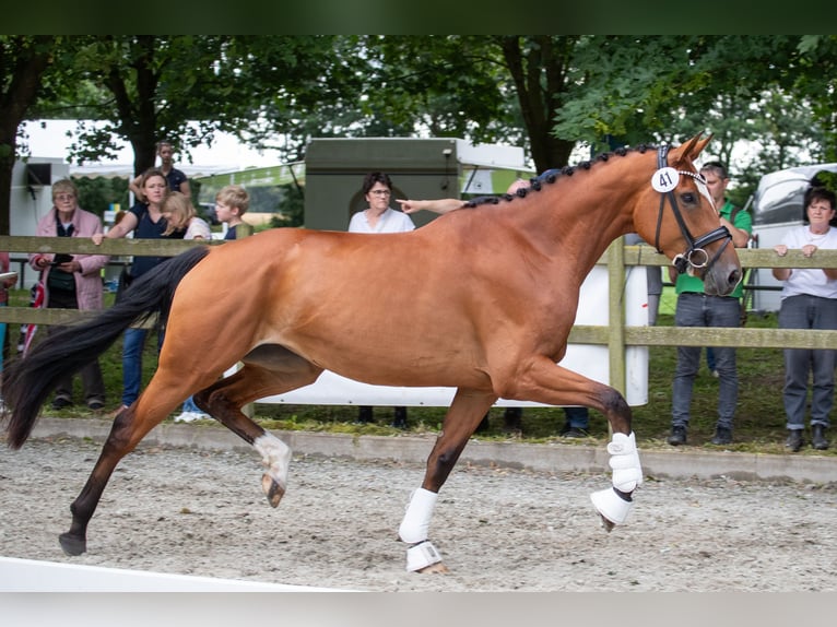 Hanoverian Mare 5 years Brown in Schiffdorf