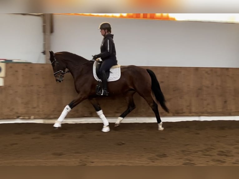 Hanoverian Mare 5 years Brown in Hamburg