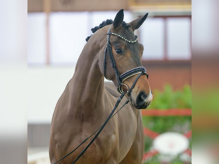 Hanoverian Mare 5 years Brown in Münster-Handorf