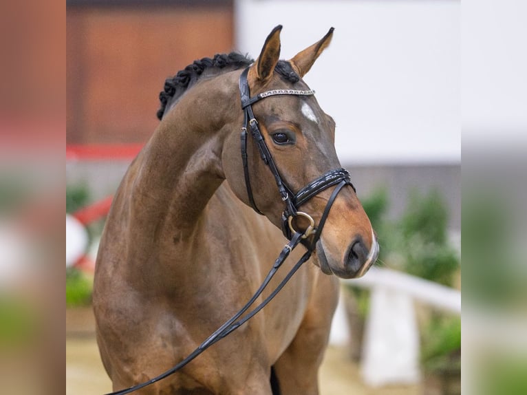Hanoverian Mare 5 years Brown in Münster-Handorf