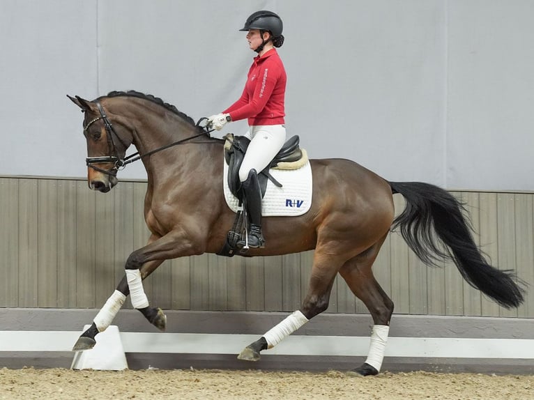 Hanoverian Mare 5 years Brown in Münster-Handorf