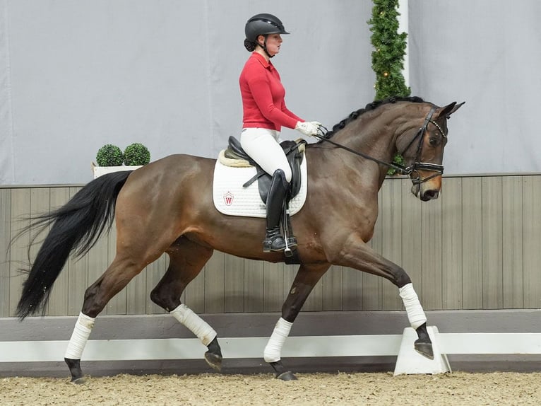 Hanoverian Mare 5 years Brown in Münster-Handorf