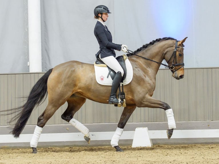Hanoverian Mare 5 years Brown in Münster-Handorf
