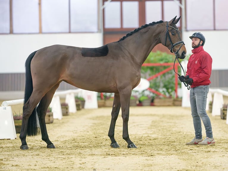 Hanoverian Mare 5 years Brown in Münster-Handorf