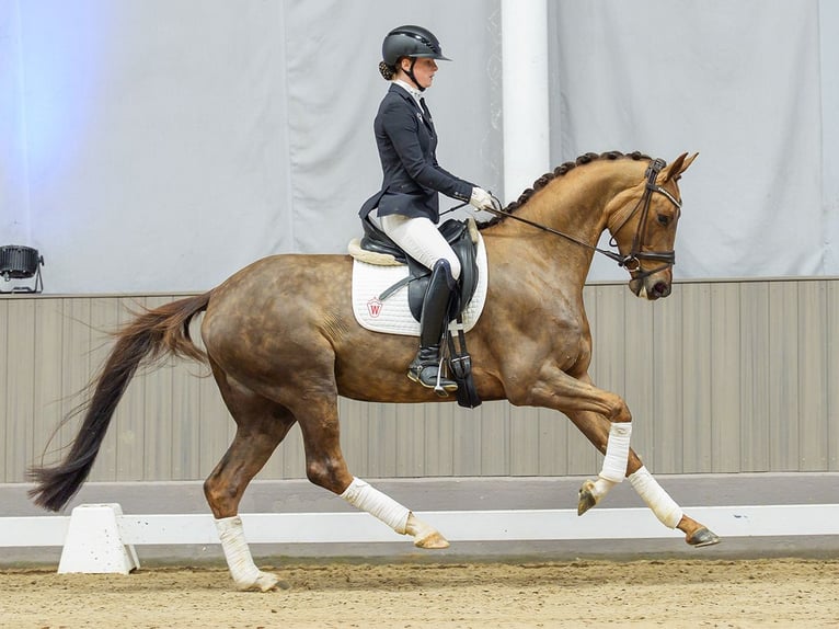 Hanoverian Mare 5 years Chestnut in Münster-Handorf