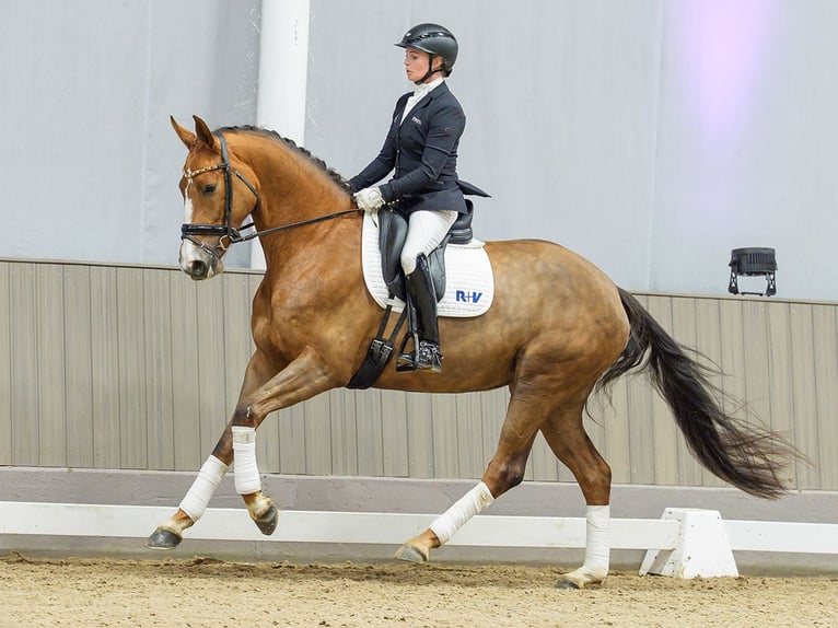 Hanoverian Mare 5 years Chestnut in Münster-Handorf