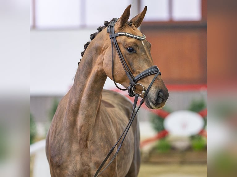 Hanoverian Mare 5 years Chestnut in Münster-Handorf