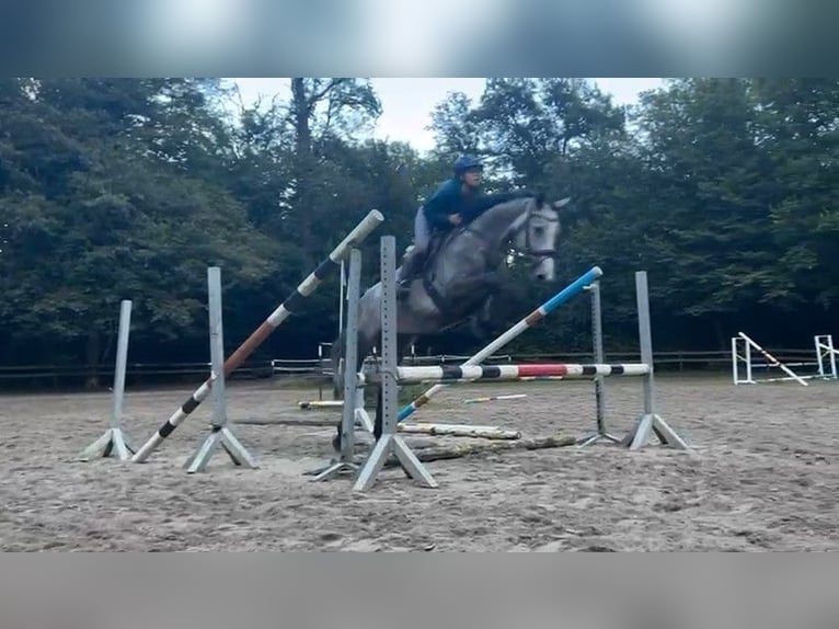 Hanoverian Mare 5 years Gray-Dapple in Braunschweig