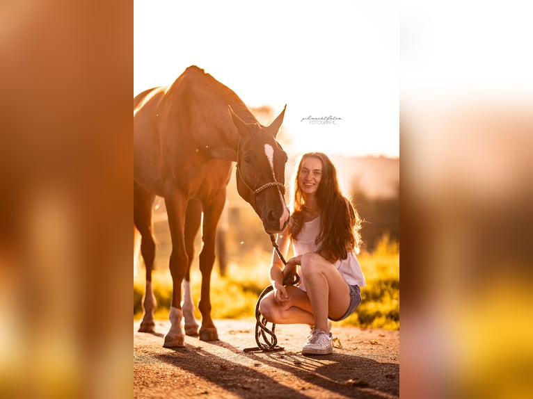 Hanoverian Mare 5 years in Aachen