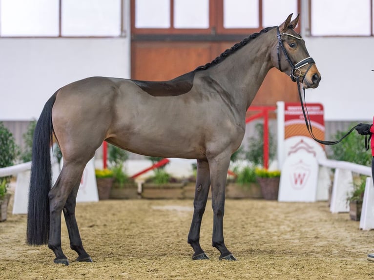 Hanoverian Mare 5 years Smoky-Black in Münster-Handorf