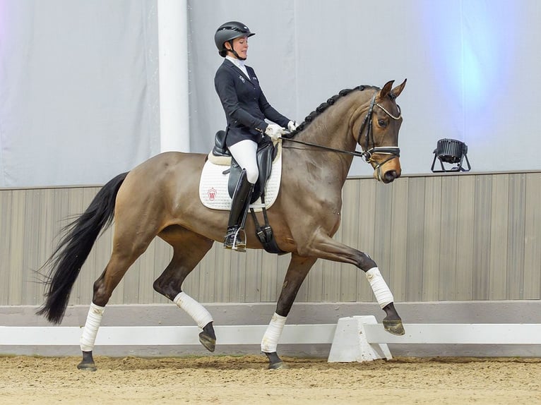 Hanoverian Mare 5 years Smoky-Black in Münster-Handorf