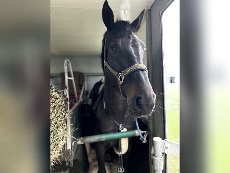 Hanoverian Mare 5 years Smoky-Black in Nesse