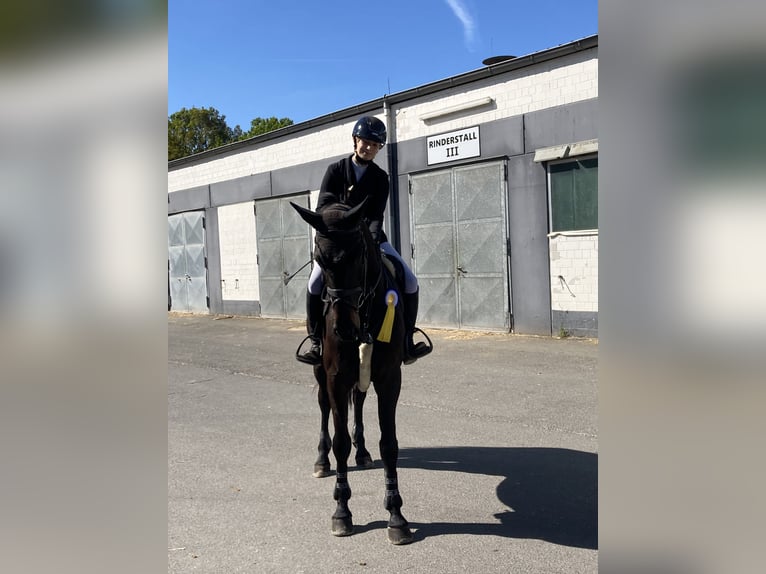 Hanoverian Mare 5 years Smoky-Black in Nesse