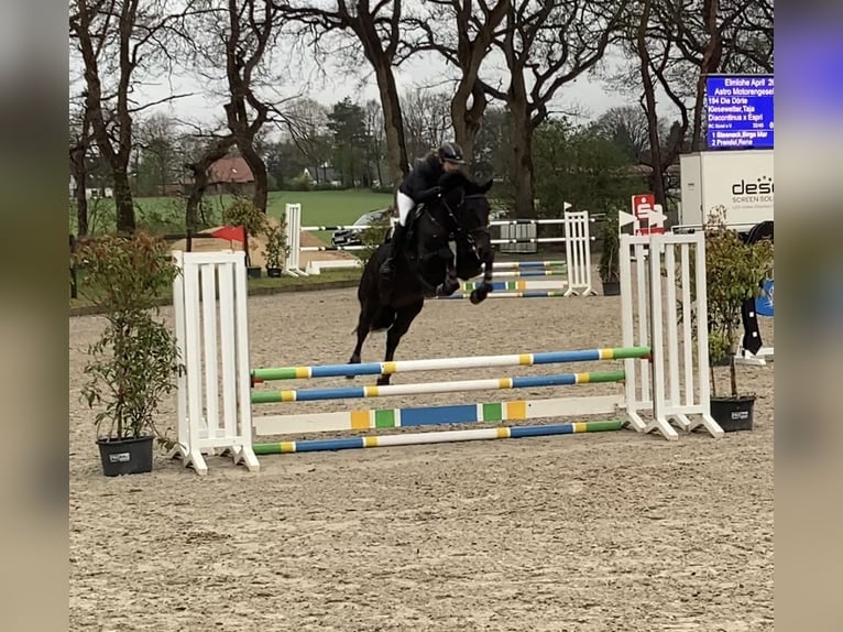 Hanoverian Mare 5 years Smoky-Black in Nesse