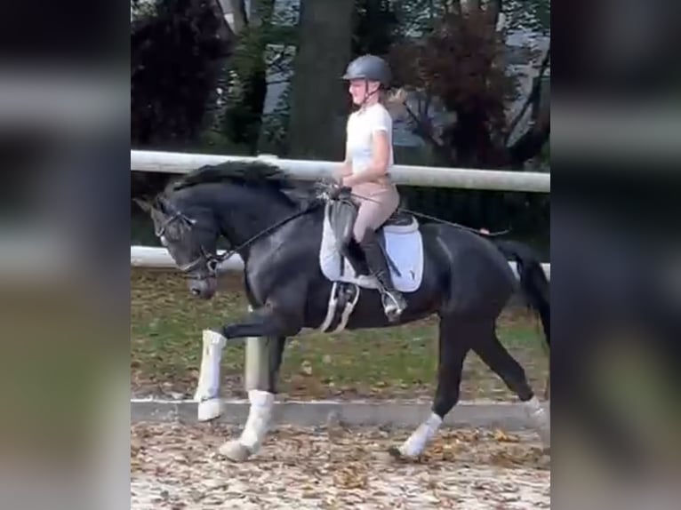 Hanoverian Mare 6 years 15,2 hh Black in Hamm