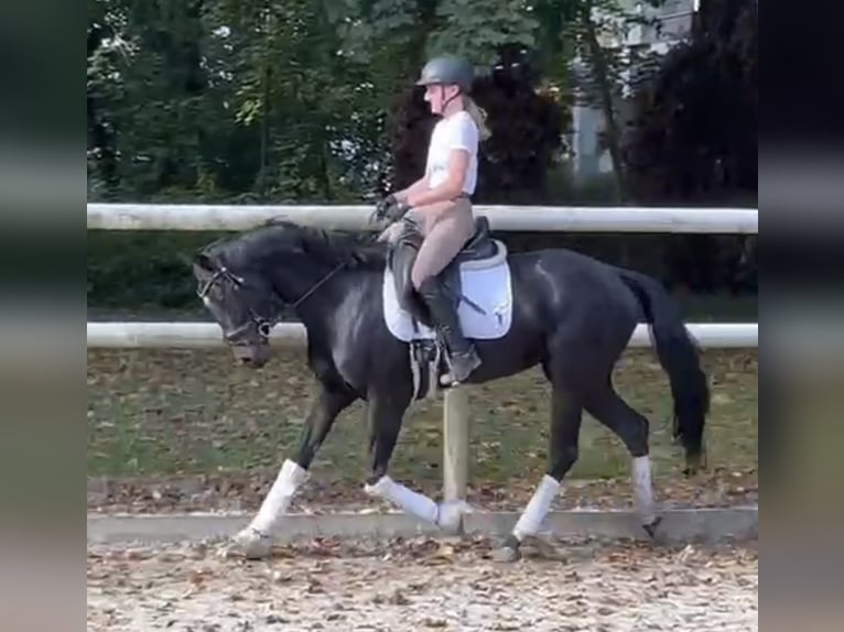 Hanoverian Mare 6 years 15,2 hh Black in Hamm