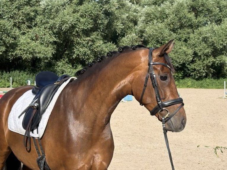 Hanoverian Mare 6 years 15.2 hh Brown in Verden (Aller)