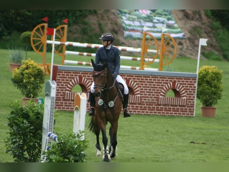 Hanoverian Mare 6 years 15,2 hh Brown in Müssen