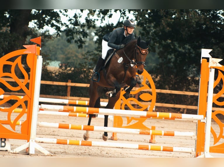 Hanoverian Mare 6 years 15,2 hh Brown in Müssen