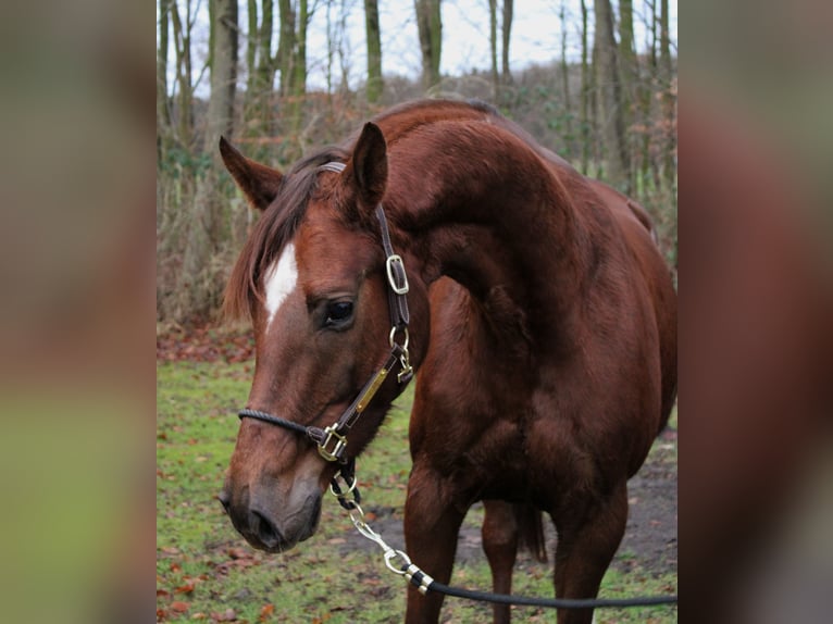 Hanoverian Mare 6 years 15,2 hh Chestnut-Red in Niederlangen