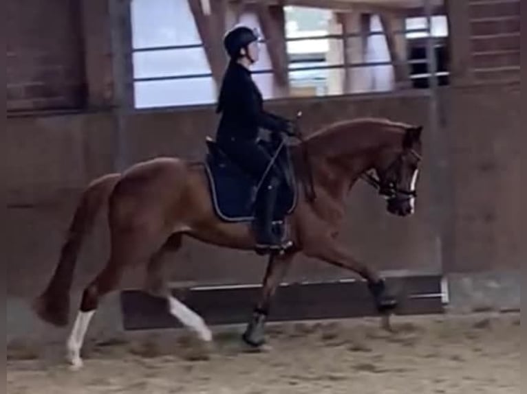 Hanoverian Mare 6 years 15,2 hh Chestnut-Red in Sauensiek