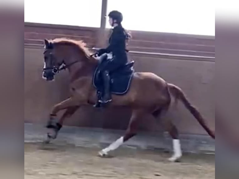 Hanoverian Mare 6 years 15,2 hh Chestnut-Red in Sauensiek