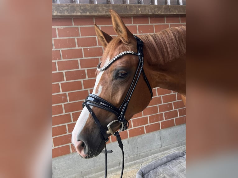 Hanoverian Mare 6 years 15,2 hh Chestnut-Red in Sauensiek