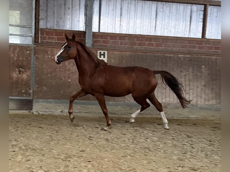 Hanoverian Mare 6 years 15,2 hh Chestnut-Red in Sauensiek