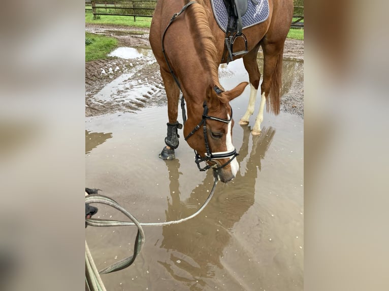 Hanoverian Mare 6 years 15,2 hh Chestnut-Red in Sauensiek