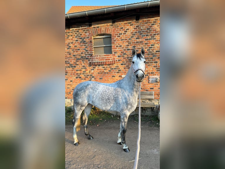 Hanoverian Mare 6 years 15.2 hh Grey in Wolfsburg