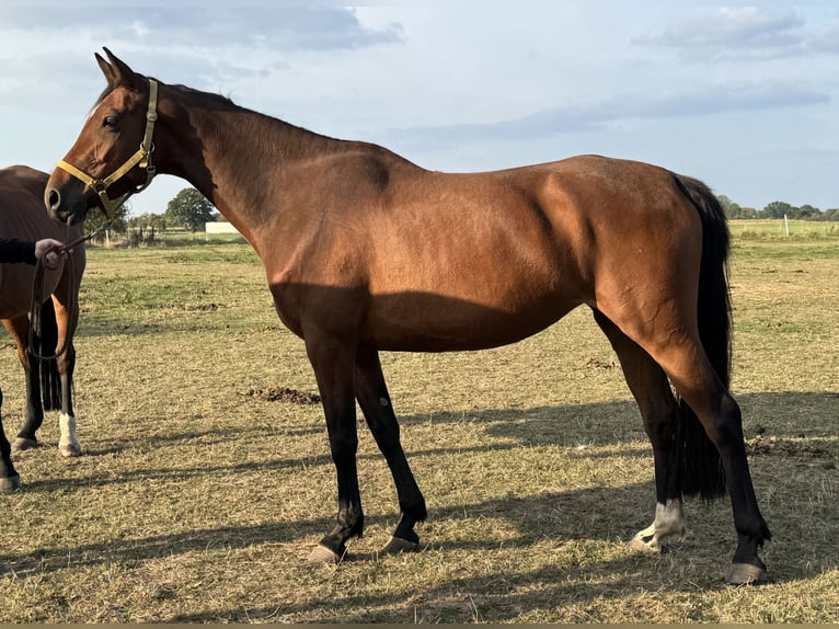 Hanoverian Mare 6 years 15.3 hh Brown in Verden (Aller)