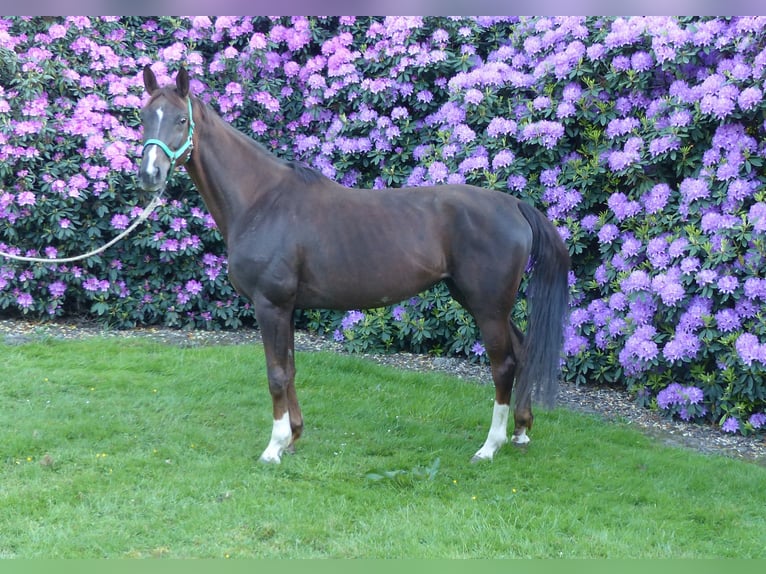 Hanoverian Mare 6 years 15,3 hh Chestnut in Reessum