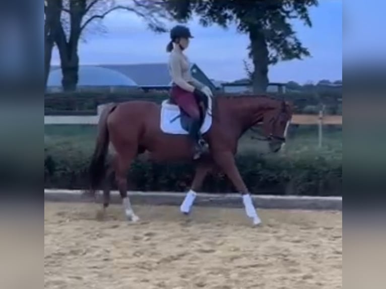 Hanoverian Mare 6 years 15,3 hh Chestnut-Red in Wedemark