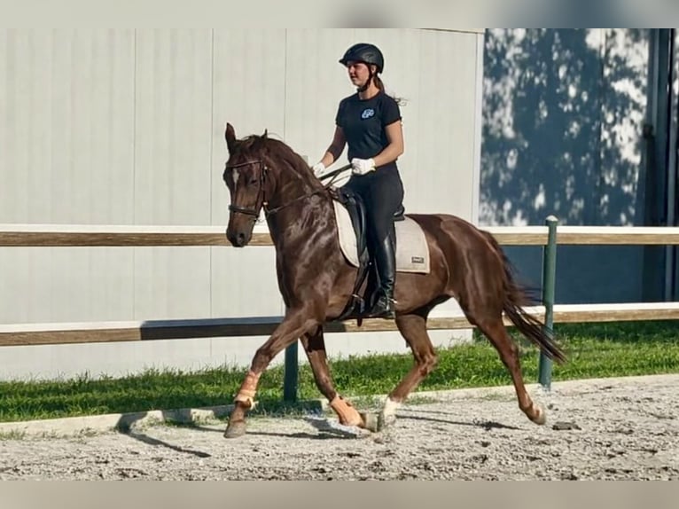 Hanoverian Mare 6 years 15.3 hh Chestnut-Red in Mansuè