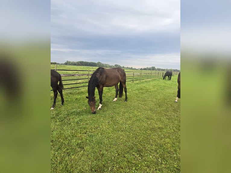 Hanoverian Mare 6 years 15,1 hh Bay-Dark in Osterbruch