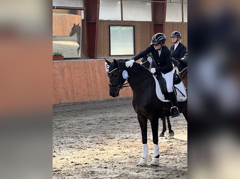 Hanoverian Mare 6 years 15,2 hh Bay-Dark in Uetze