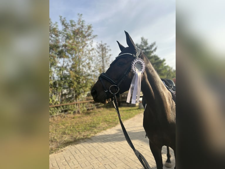 Hanoverian Mare 6 years 15,2 hh Bay-Dark in Uetze