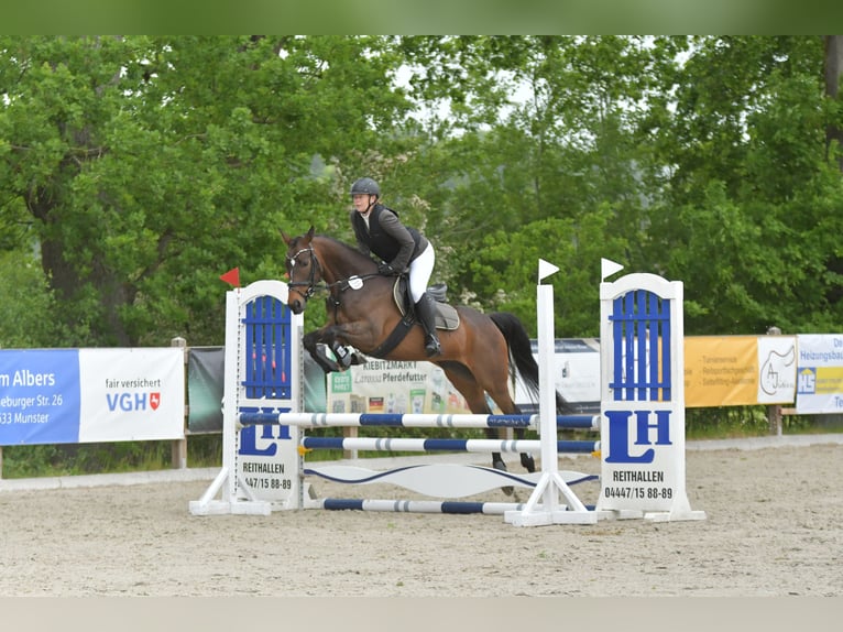 Hanoverian Mare 6 years 15,2 hh Bay-Dark in Munster