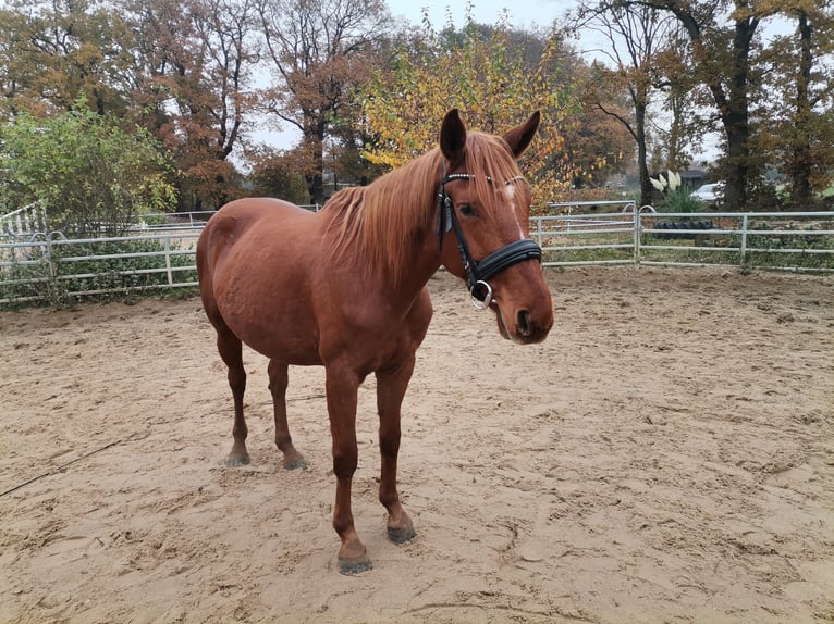 Hanoverian Mare 6 years 15,2 hh Chestnut-Red in Norderstedt