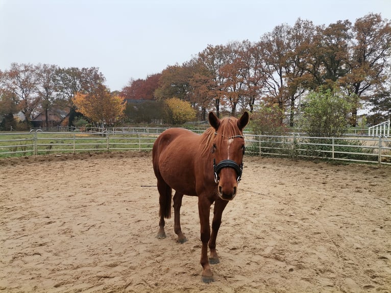 Hanoverian Mare 6 years 15,2 hh Chestnut-Red in Norderstedt